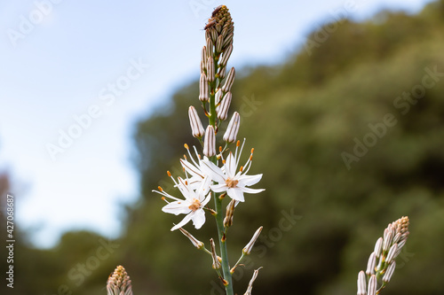 Asphodelus L., Sp. is a genus of mainly perennial flowering plants in the asphodel family Asphodelaceae. The genus was formerly included in the lily family, Liliaceae. photo
