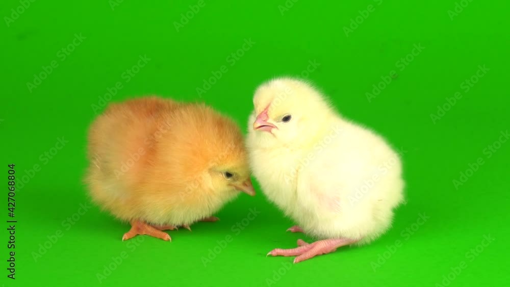 little chickens on a green background screen little chickens on a green background screen