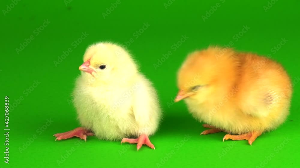 little chickens on a green background screen little chickens on a green background screen