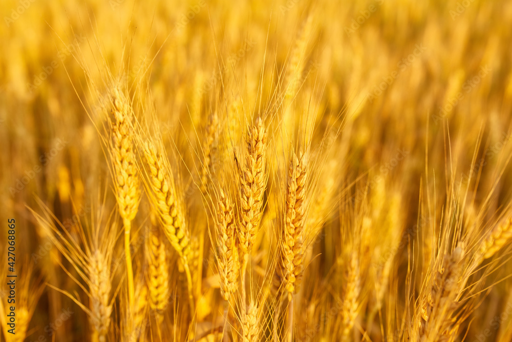 field with spikelets close up, background with wheat spikelets