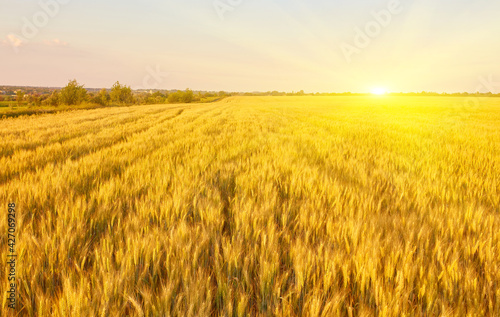 Yellow wheat field and dark blue sky © Ryzhkov Oleksandr
