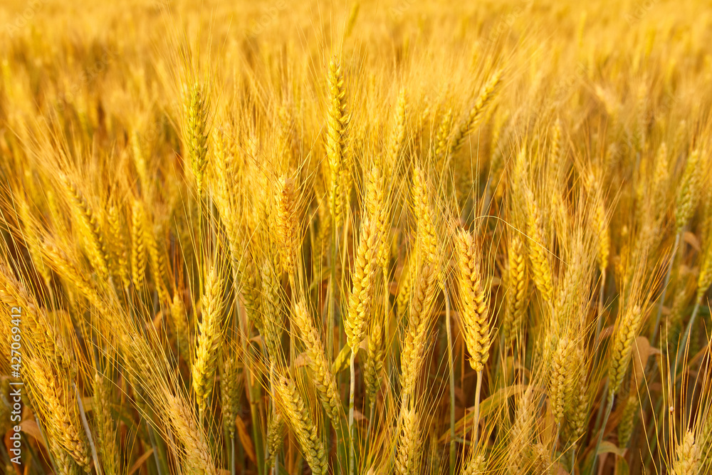field with spikelets close up, background with wheat spikelets