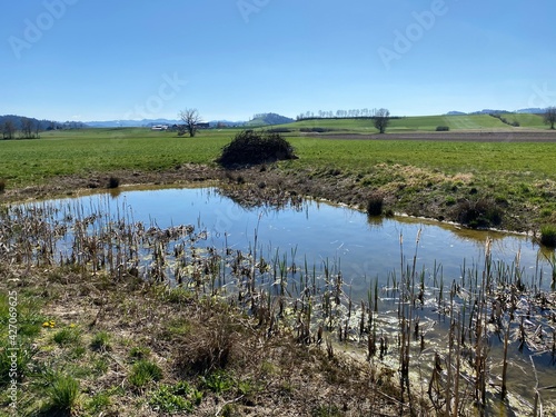 Natural protection area Wauwilermoos (Naturschutzgebiet Wauwilermoos) with swampy lowland pastures and meadows, Wauwil - Canton of Lucerne, Switzerland (Schweiz) photo