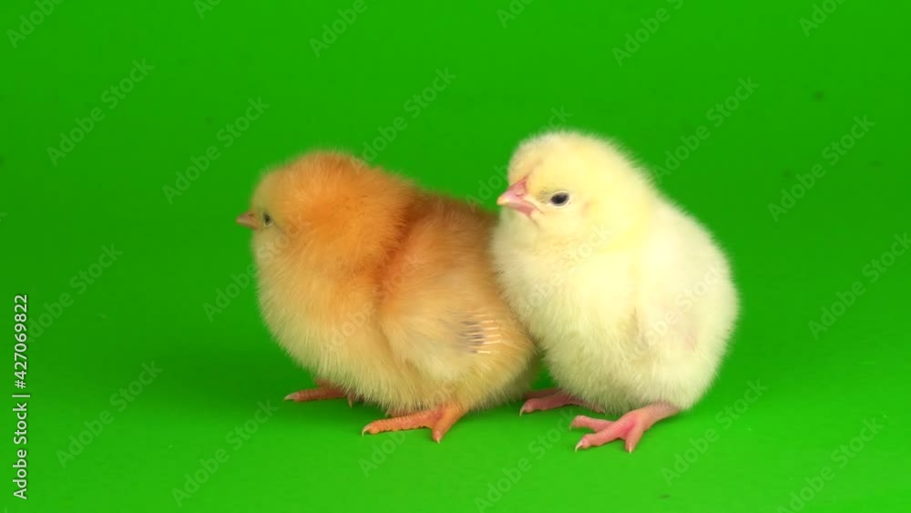 little chickens on a green background screen little chickens on a green background screen