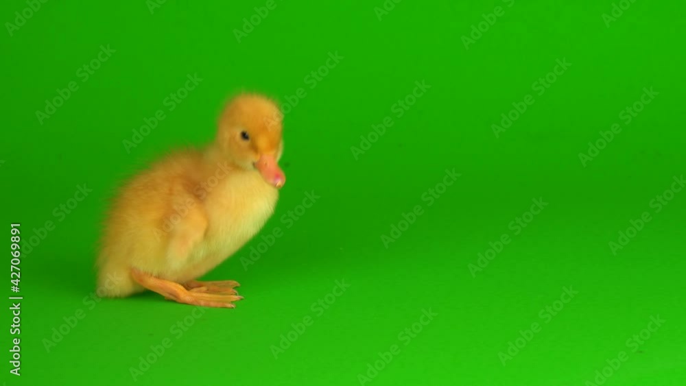 little yellow ducklings on a green background screen duck little yellow ducklings on a green background screen duck
