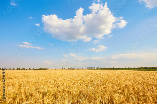 Yellow wheat field and dark blue sky