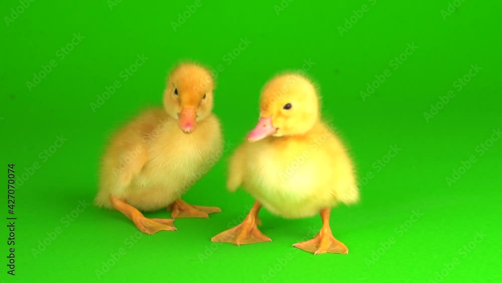 little yellow ducklings on a green background screen duck little yellow ducklings on a green background screen duck