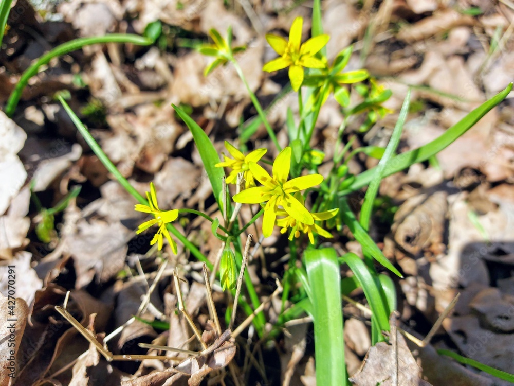 spring flower in the grass spring flower in the grass