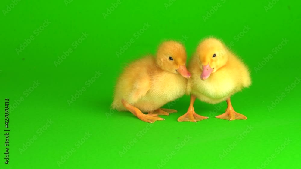 little yellow ducklings on a green background screen duck little yellow ducklings on a green background screen duck