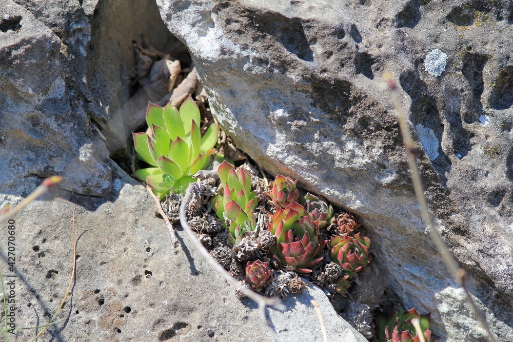 Stone rose Sempervívum on the stones in the spring forest Stone rose Sempervívum on the stones in the spring forest