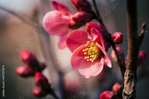 Leinwand Poster Close up sur une branche de cognassier du japon en fleur et arrière plan flou