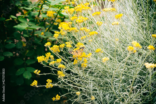 Yellow beautiful little flowers in the garden photo