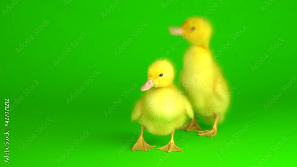 little yellow ducklings on a green background screen duck little yellow ducklings on a green background screen duck