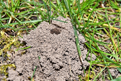 Gniazdo pszczolinki wiosennej (Andrena haemorrhoa) pośród źdźbeł trawy