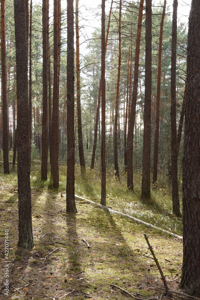 Obraz premium Pine forest sunny spring day