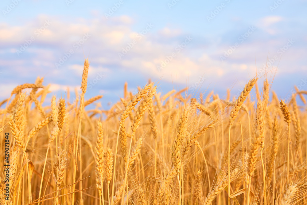 Image of wheat field with blue sky Image of wheat field with blue sky