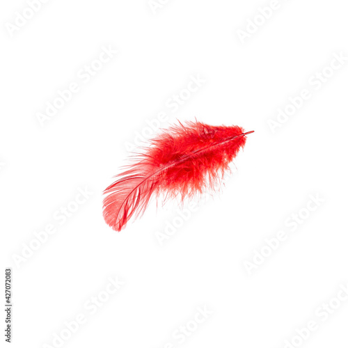 Red bird feather isolated on white background.