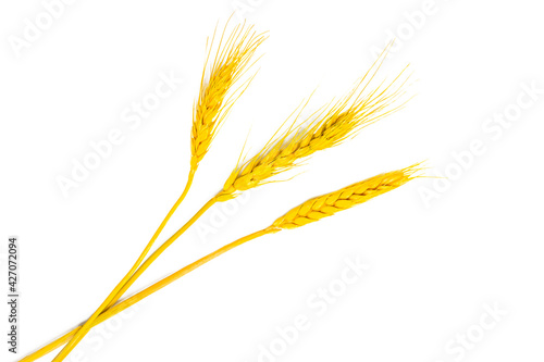 Bright yellow wheat stems with grains isolated on white background.