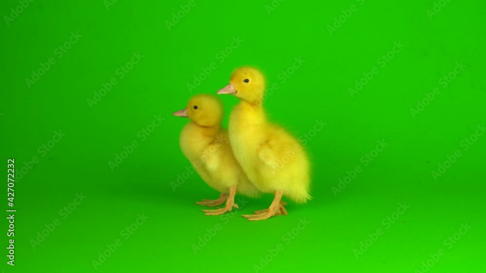 little yellow ducklings on a green background screen duck little yellow ducklings on a green background screen duck