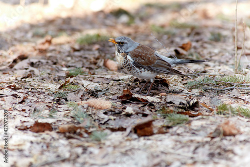 Obraz na płótnie The fieldfare, Turdus pilaris. Large species of thrush with white abdomen, brown back, orange beak and throat and gray head. w salonie