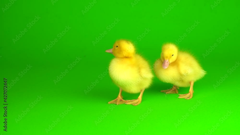 little yellow ducklings on a green background screen duck little yellow ducklings on a green background screen duck
