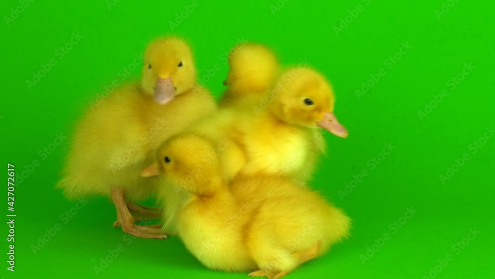 little yellow ducklings on a green background screen duck little yellow ducklings on a green background screen duck