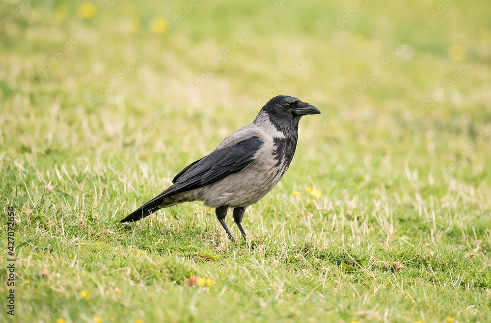 Hooded crow standing on the grass in Scotland Hooded crow standing on the grass in Scotland