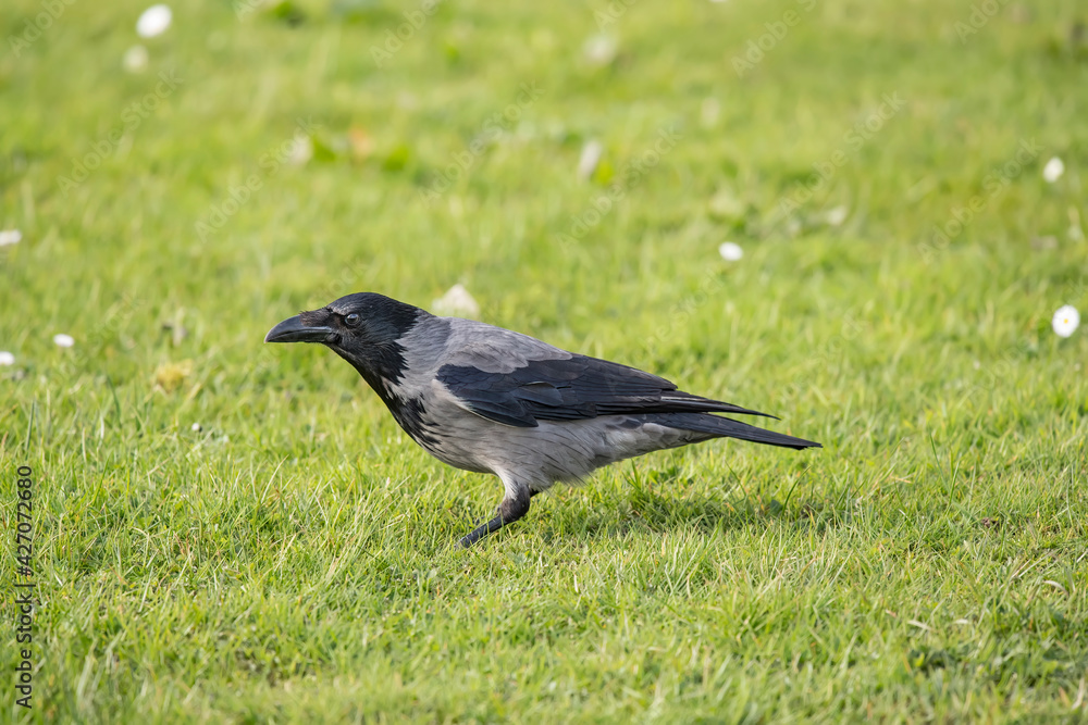 Hooded crow standing on the grass in Scotland, close up Hooded crow standing on the grass in Scotland, close up