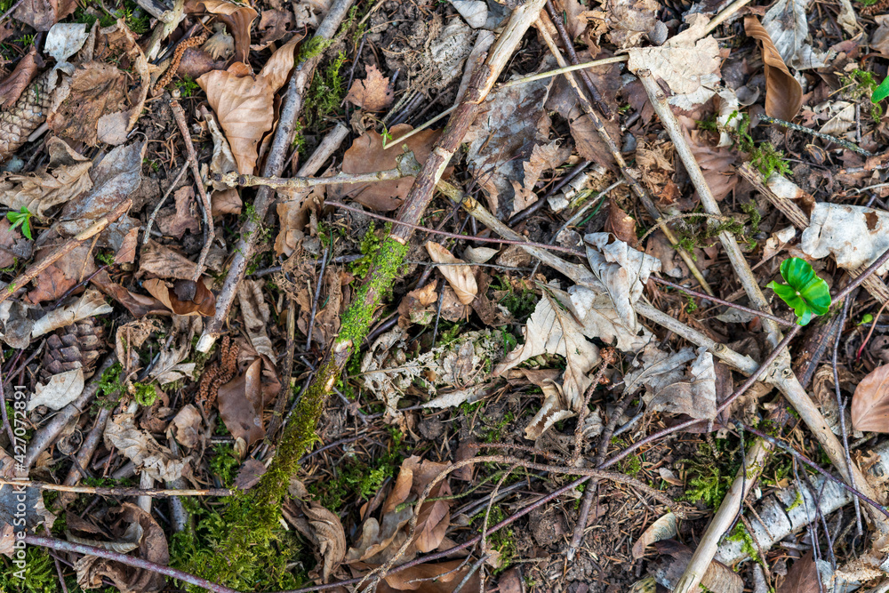 Waldboden mit alten Blättern und Ästen Waldboden mit alten Blättern und Ästen