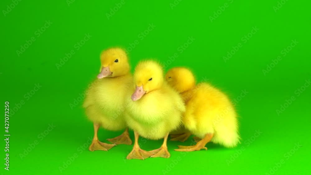 little yellow ducklings on a green background screen duck little yellow ducklings on a green background screen duck