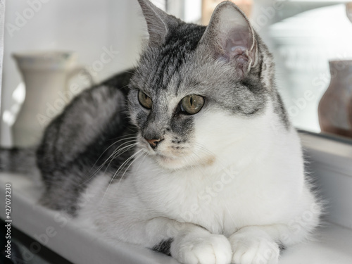 An adult domestic gray-white cat lies on the windowsill illuminated by the sun