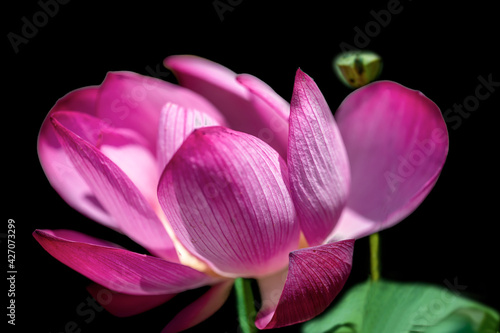 pink lotus flower