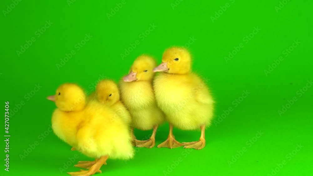 little yellow ducklings on a green background screen duck little yellow ducklings on a green background screen duck