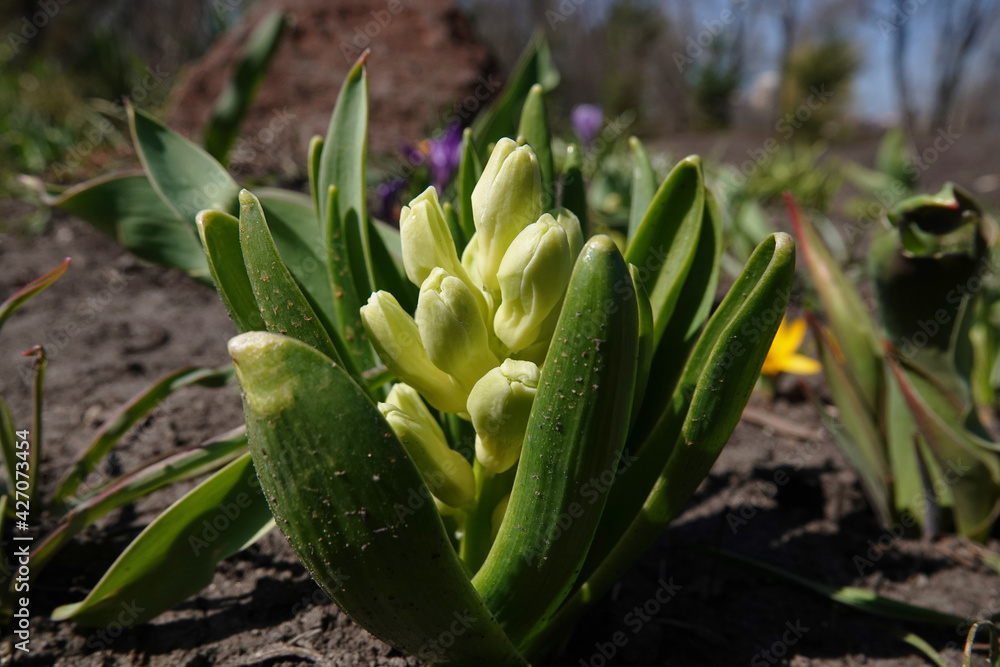 Obraz premium Flowers Hyacinth