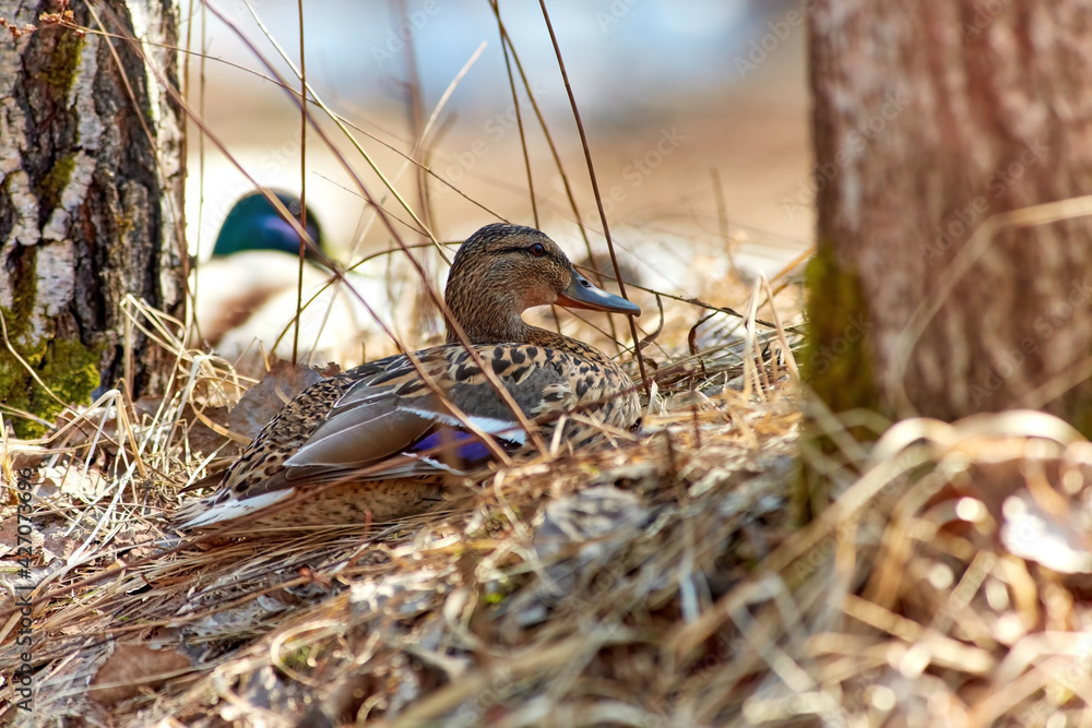 Mallard ducks, female and male, rest in a shelter in dense, dry grass.