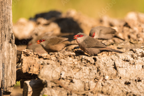 Common waxbill (Estrilda astrild) is a small passerine bird, native to tropical and southern Africa.