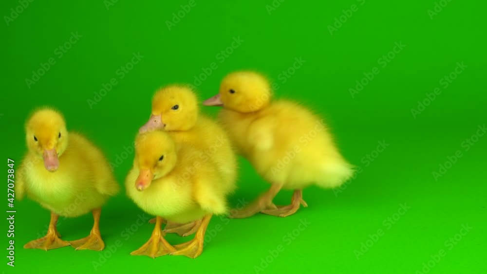 little yellow ducklings on a green background screen duck little yellow ducklings on a green background screen duck