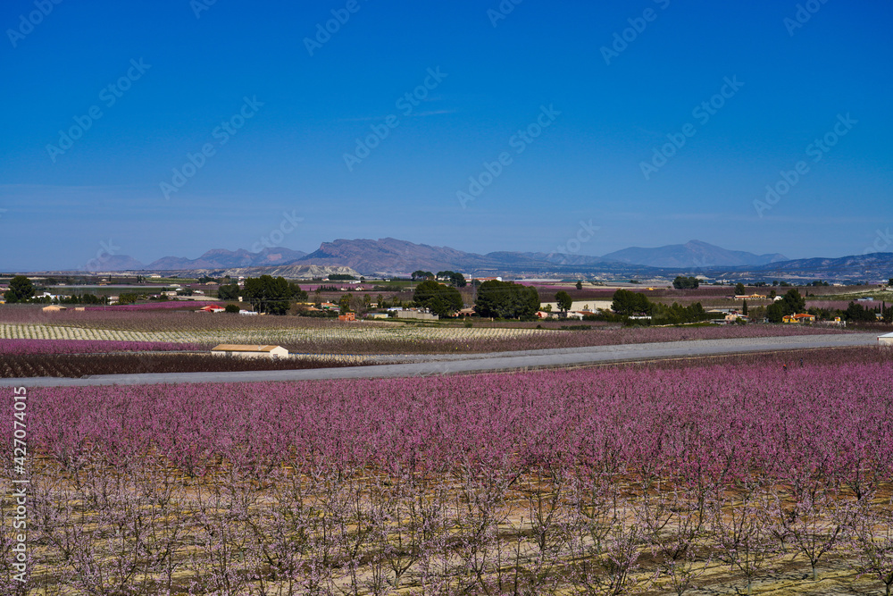 Fototapeta premium Peach blossom in Cieza, Soto de la Zarzuela in the Murcia region in Spain