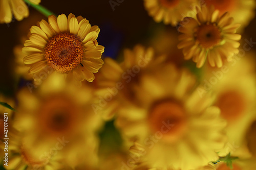 yellow daisies summer background  abstract natural floral spring