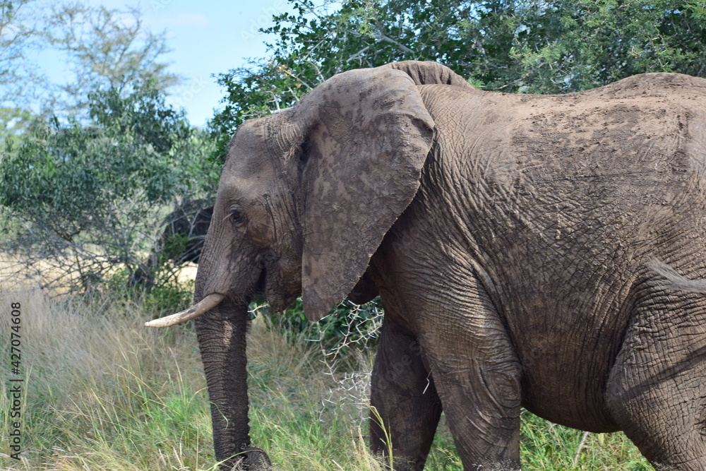 african elephant in kruger park african elephant in kruger park