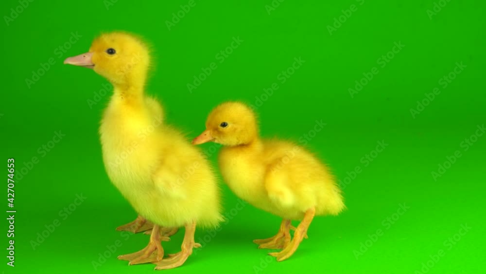 little yellow ducklings on a green background screen duck little yellow ducklings on a green background screen duck