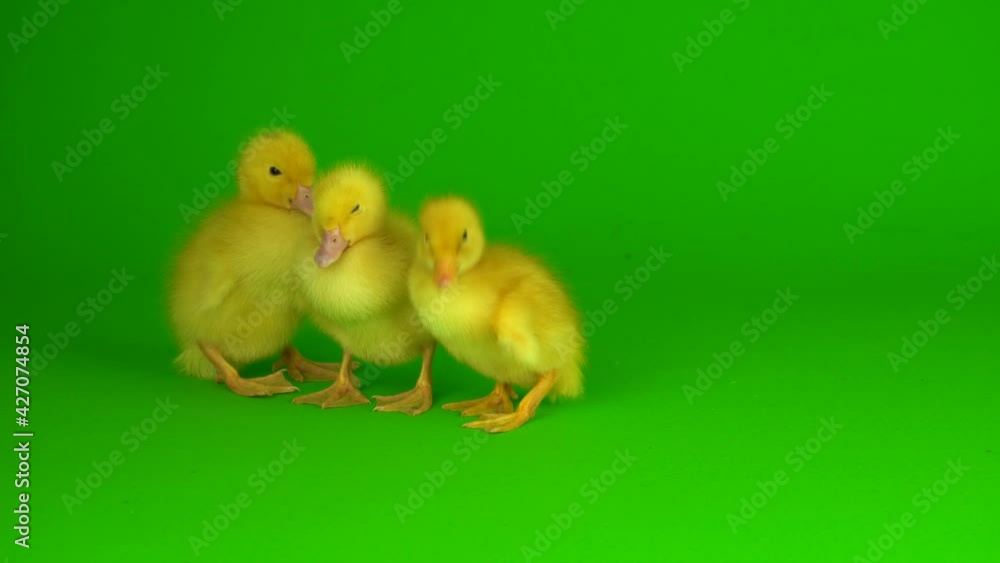 little yellow ducklings on a green background screen duck little yellow ducklings on a green background screen duck