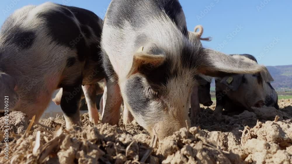 Young spotted pigs looking for food in soil of farm during sunny day and blue sky. Low angle close up. Young spotted pigs looking for food in soil of farm during sunny day and blue sky. Low angle close up.