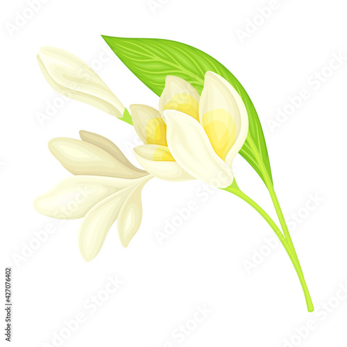 Plumeria or Frangipani Flower with White Oval Petals and Lanceolate Leaf Growing on Green Stem Vector Illustration