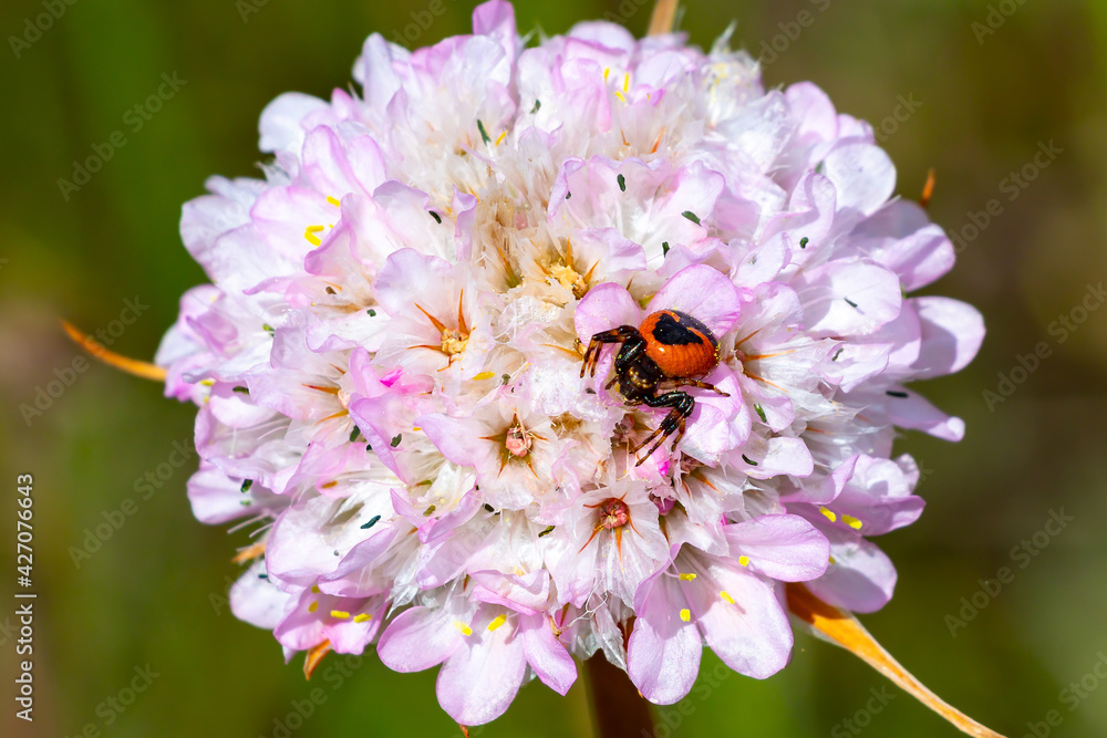 Synema globosum, a species of spiders from the family Thomisidae ,crab
