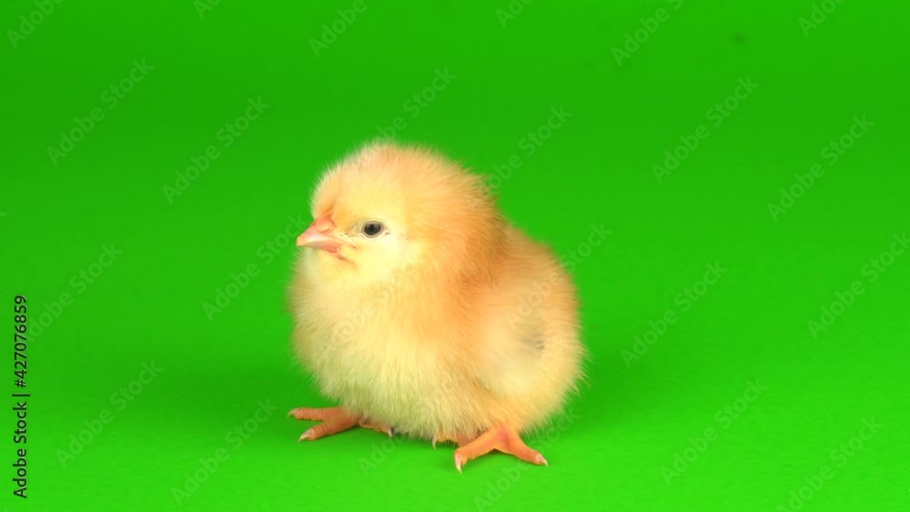 little chickens on a green background screen little chickens on a green background screen