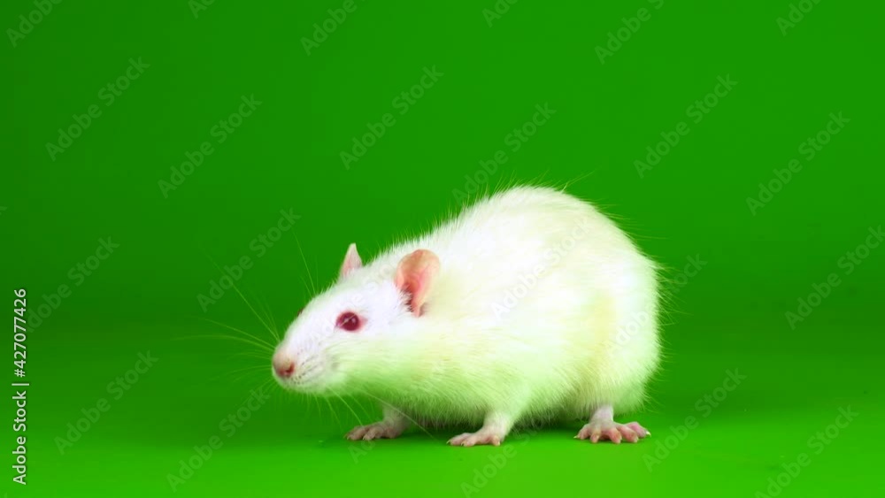 white rat on a green background screen white rat on a green background screen