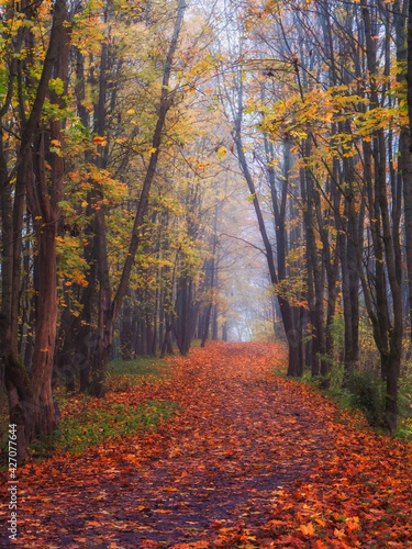 Maple alley with fallen leaves through a mystical forest. Fabulous autumn misty landscape.