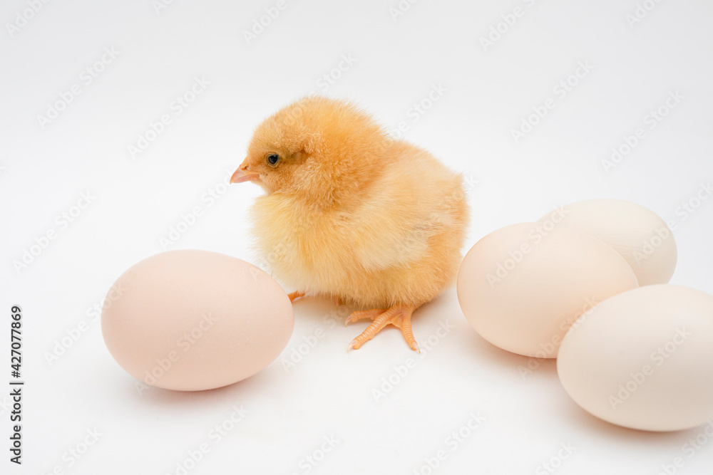Small yellow chicken and several chicken eggs on a white background. Chicken birth concept, incubator. Easter. copy space for text. mockup
Small yellow chicken and several chicken eggs on a white background. Chicken birth concept, incubator. Easter. copy space for text. mockup