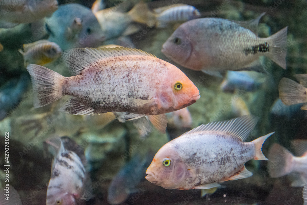 Sonnenbarsch unter Wasser gegen die Richtung Sonnenbarsch unter Wasser gegen die Richtung